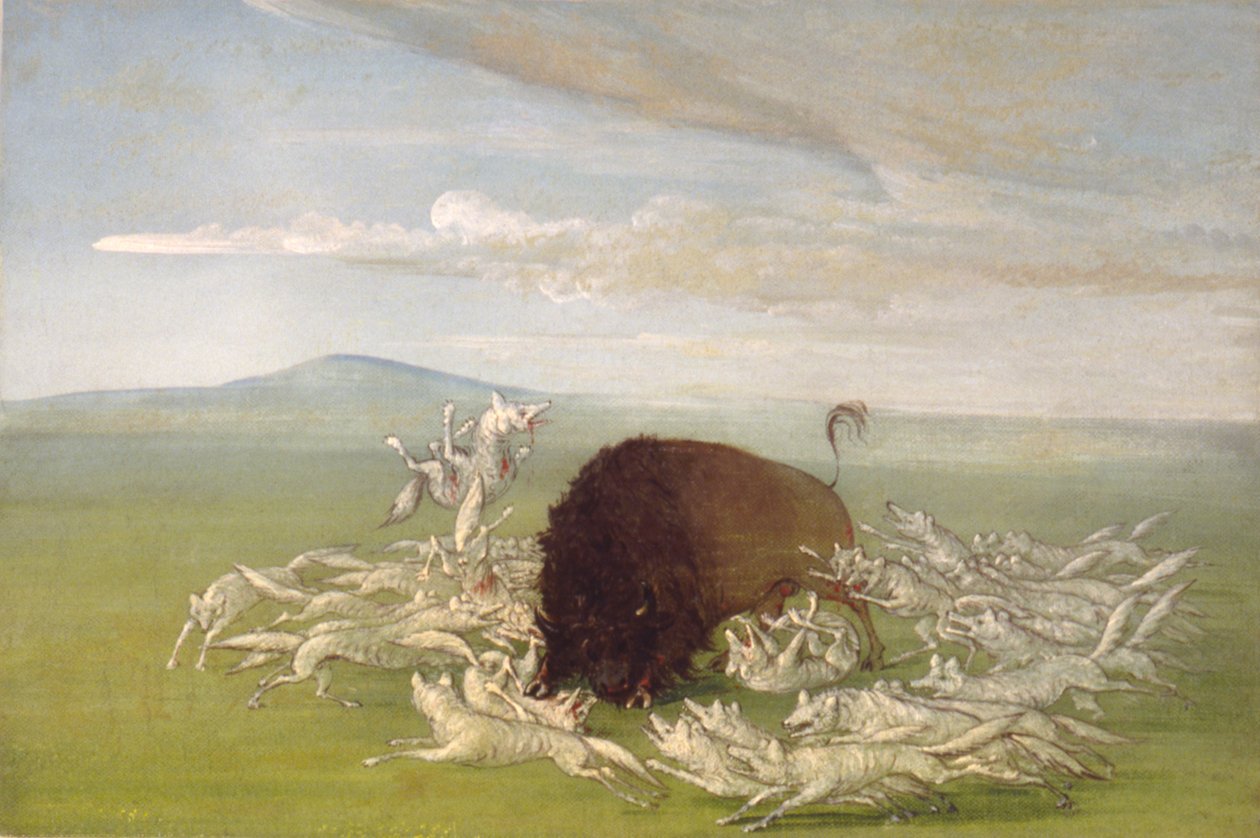 Białe wilki atakujące byka bizona autorstwa George Catlin
