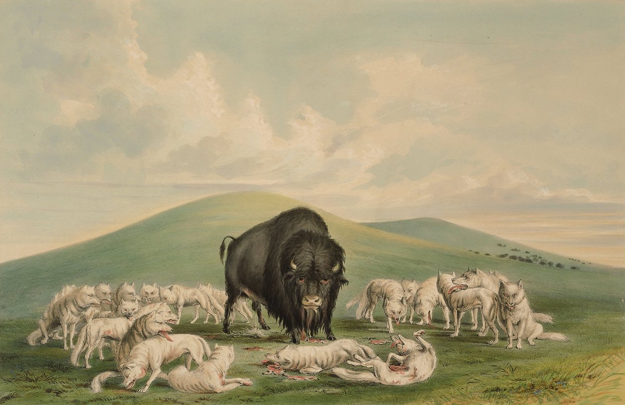 Białe wilki atakujące byka bizona autorstwa George Catlin