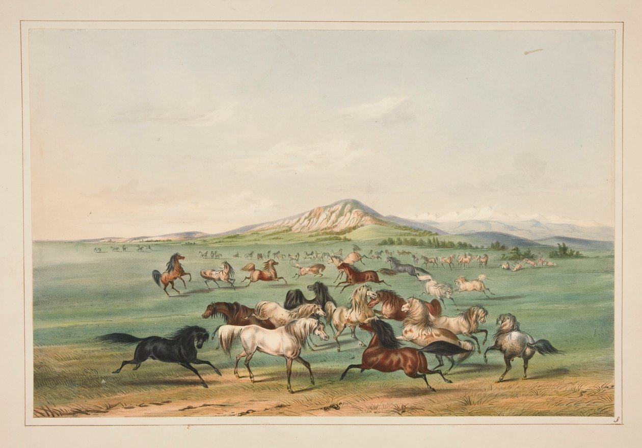 Dzikie konie w zabawie, pl. 3 z portfolio Indian Ameryki Północnej autorstwa George Catlin