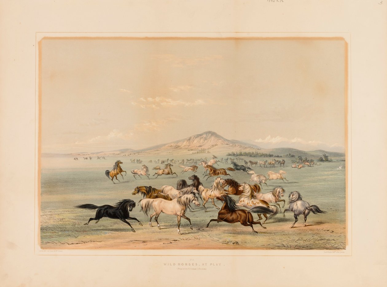 Wild Horses at Play - nr. 3 autorstwa George Catlin
