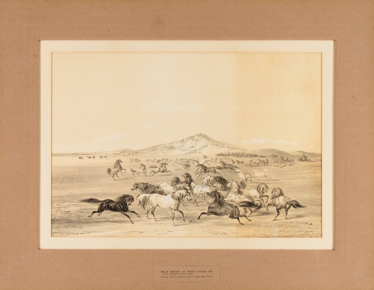 Wild Horses at Play - nr. 3 autorstwa George Catlin