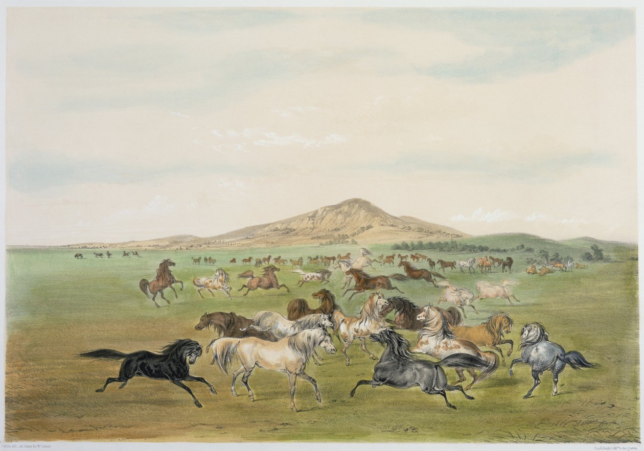 Dzikie konie podczas zabawy (kolorowa litografia) autorstwa George Catlin