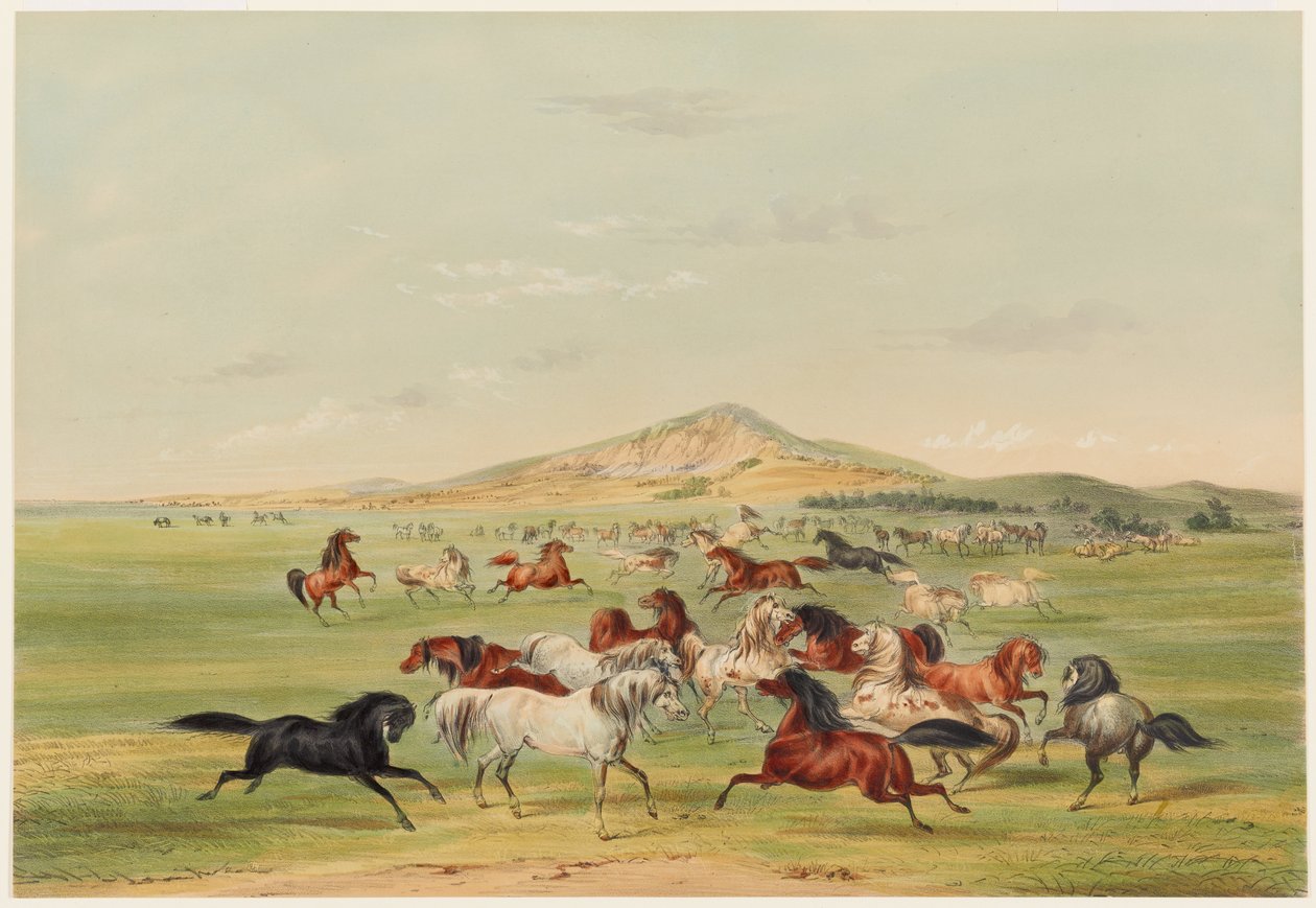 Bawiące się dzikie konie autorstwa George Catlin