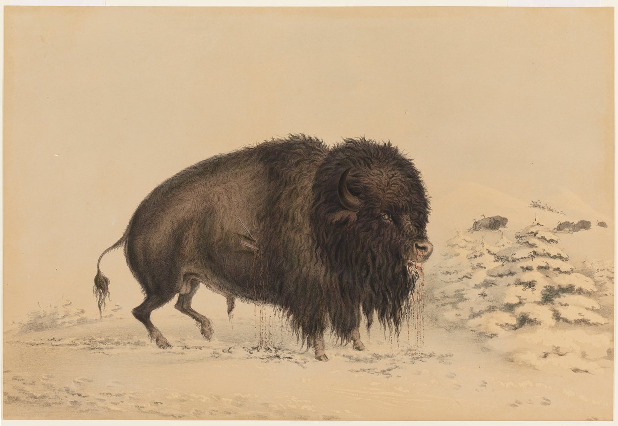 Ranny samiec bizona autorstwa George Catlin