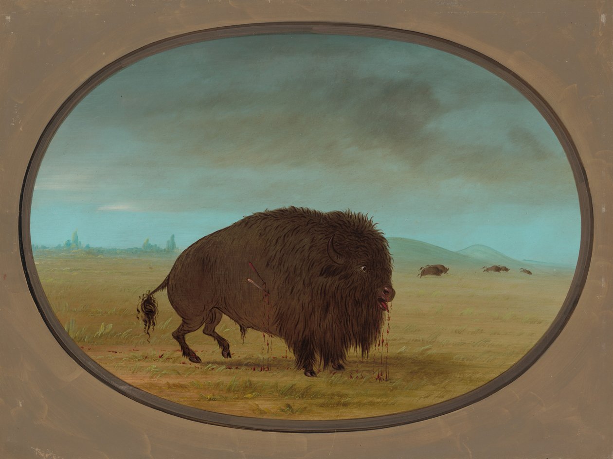Ranny Byk Buffalo, 18611869. autorstwa George Catlin
