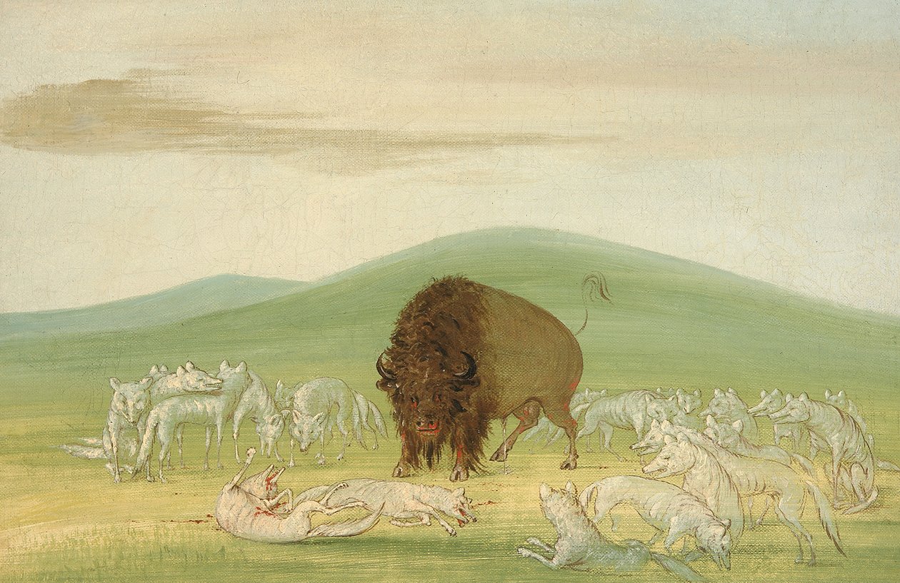 Ranny Byk Buffalo otoczony przez Białe Wilki, 1832-1833. autorstwa George Catlin