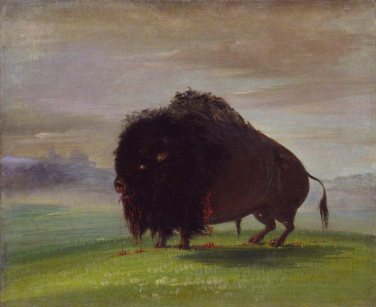 Ranny bizon, przelewający krew nad preriami autorstwa George Catlin