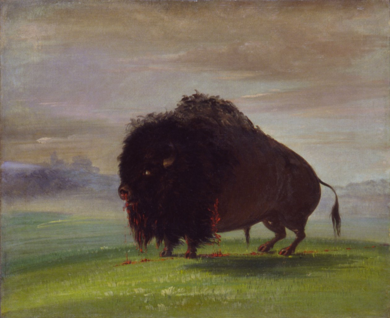 Ranny bawół, rozlewający krew na preriach, 1832-1833. autorstwa George Catlin