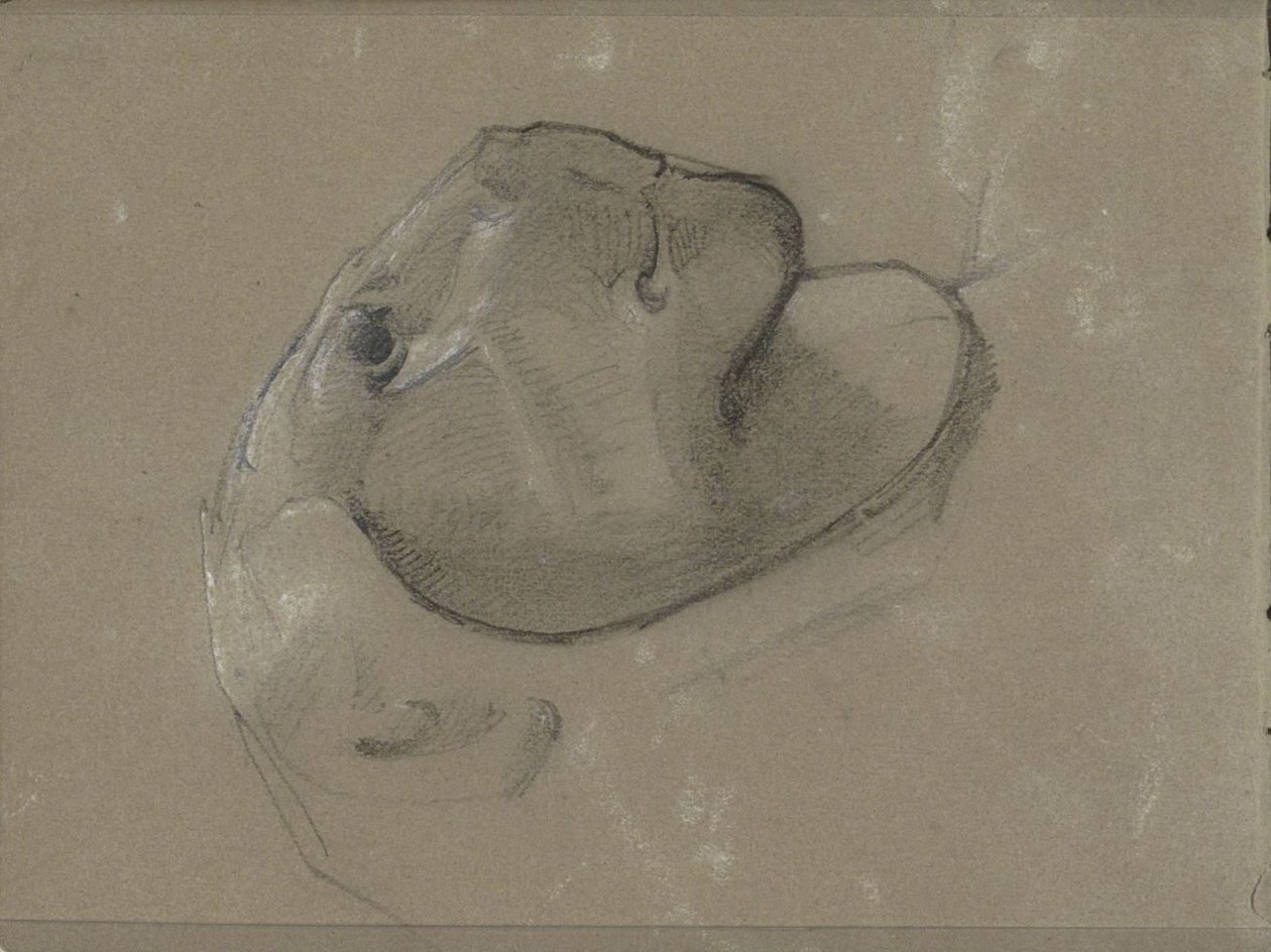Głowa lwa, prawdopodobnie po rzeźbie autorstwa George Clausen