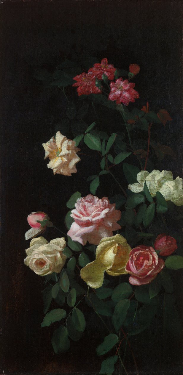 Róże autorstwa George Cochran Lambdin