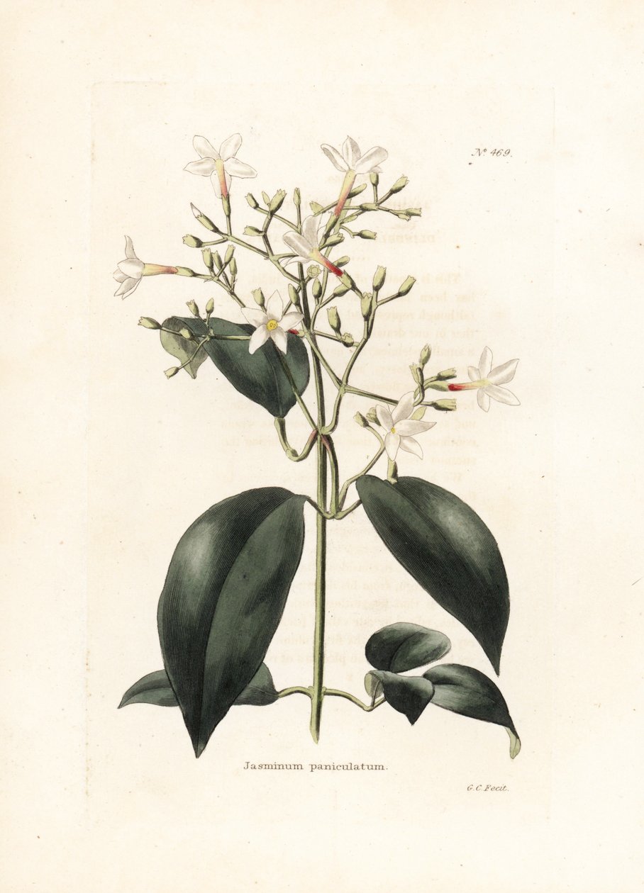 Jasmin (Jasminum paniculatum) - litografia George
