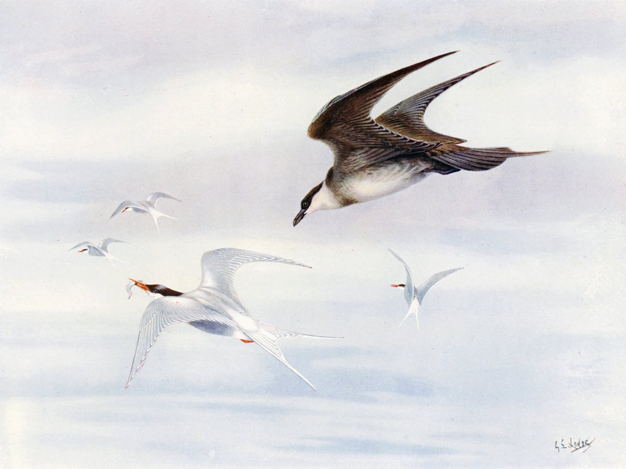 Rybitwa popielata ścigana przez Arctic-skua (kolorowa litografia) autorstwa George Edward (after) Lodge
