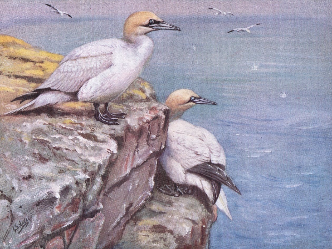 Gannets (litografia) autorstwa George Edward Lodge