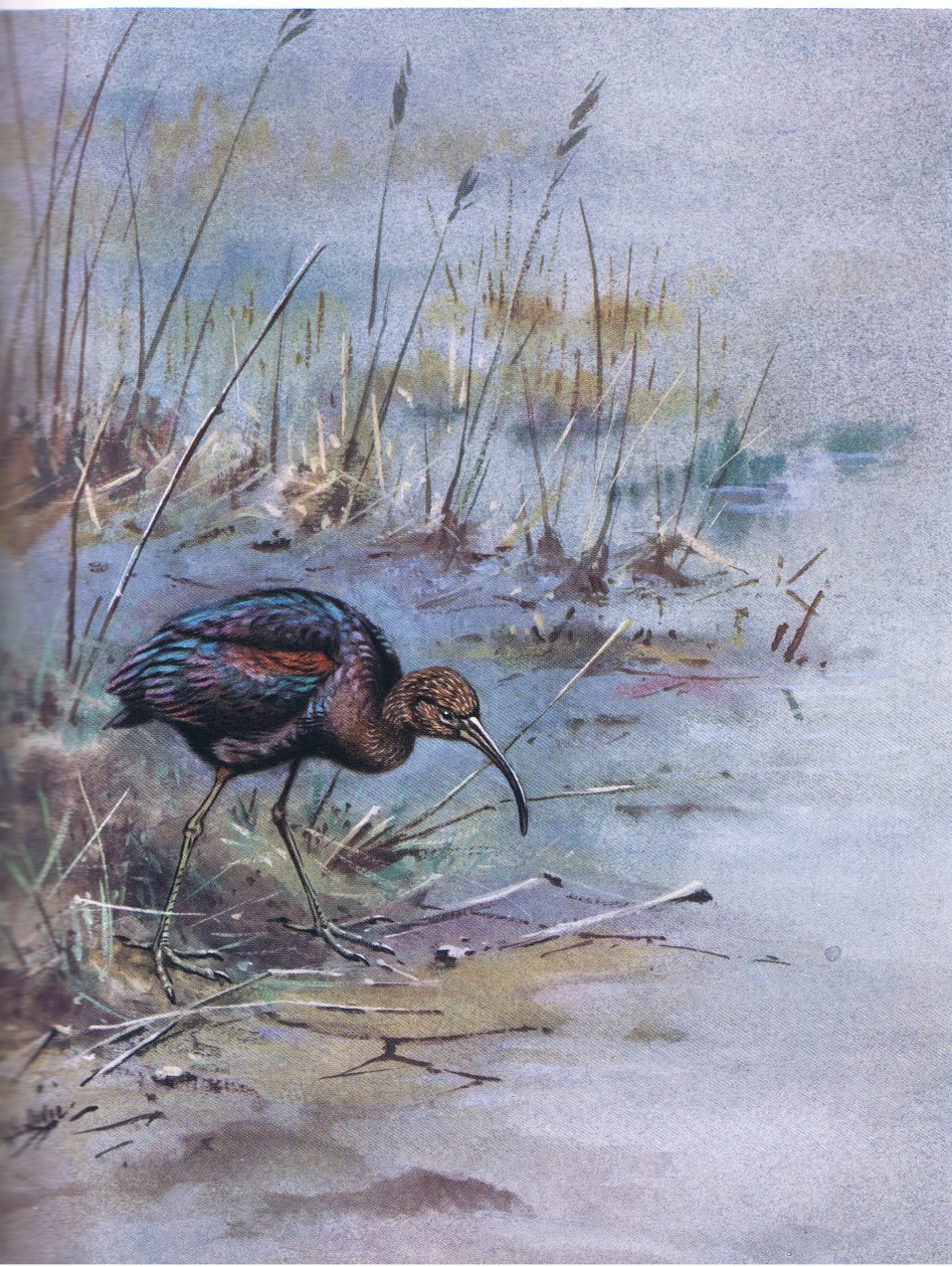  autorstwa George Edward Lodge
