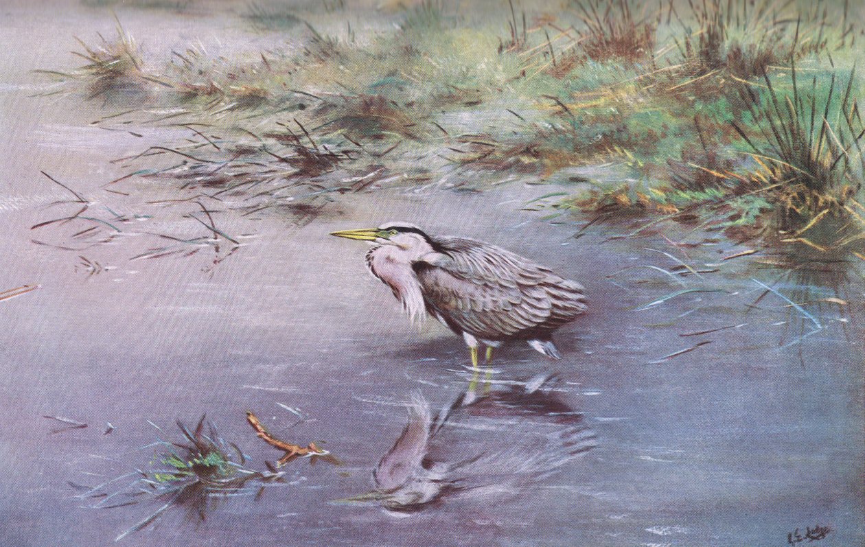 Czapla siwa (litografia) autorstwa George Edward Lodge
