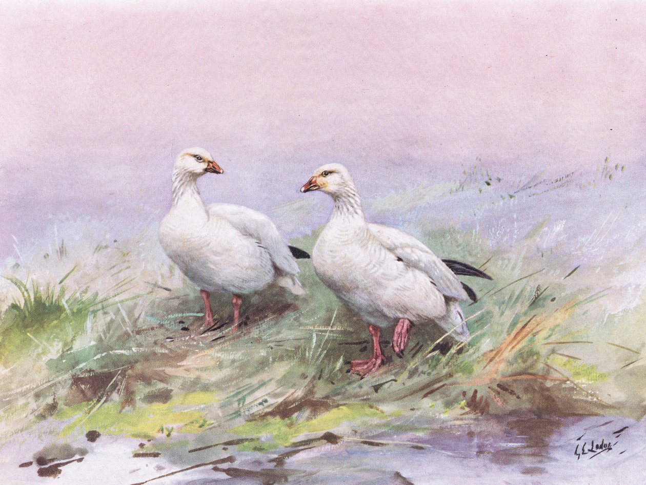 Gęś mała śnieżna (litografia) autorstwa George Edward Lodge