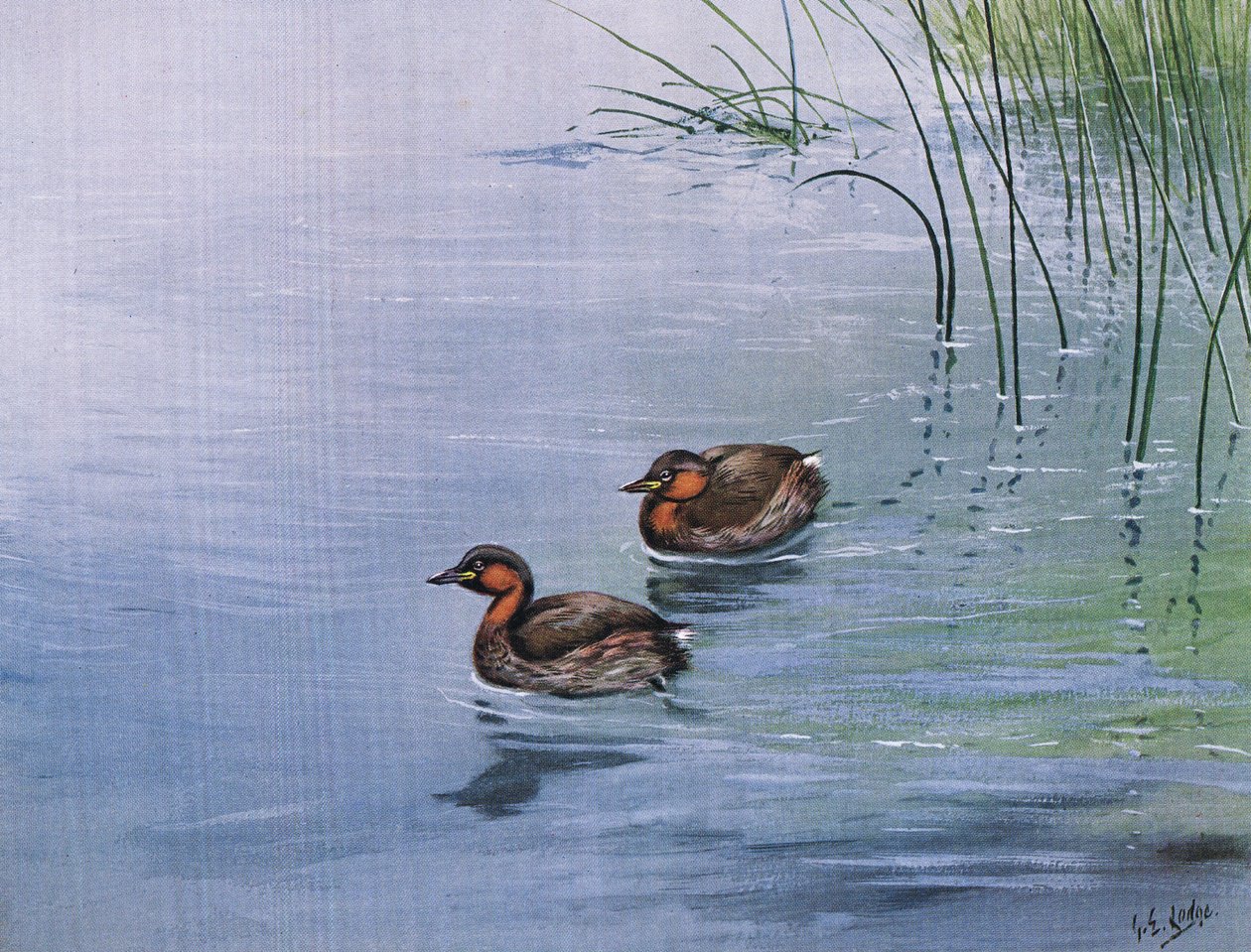 Perkoz dwuczuby (litografia) autorstwa George Edward Lodge