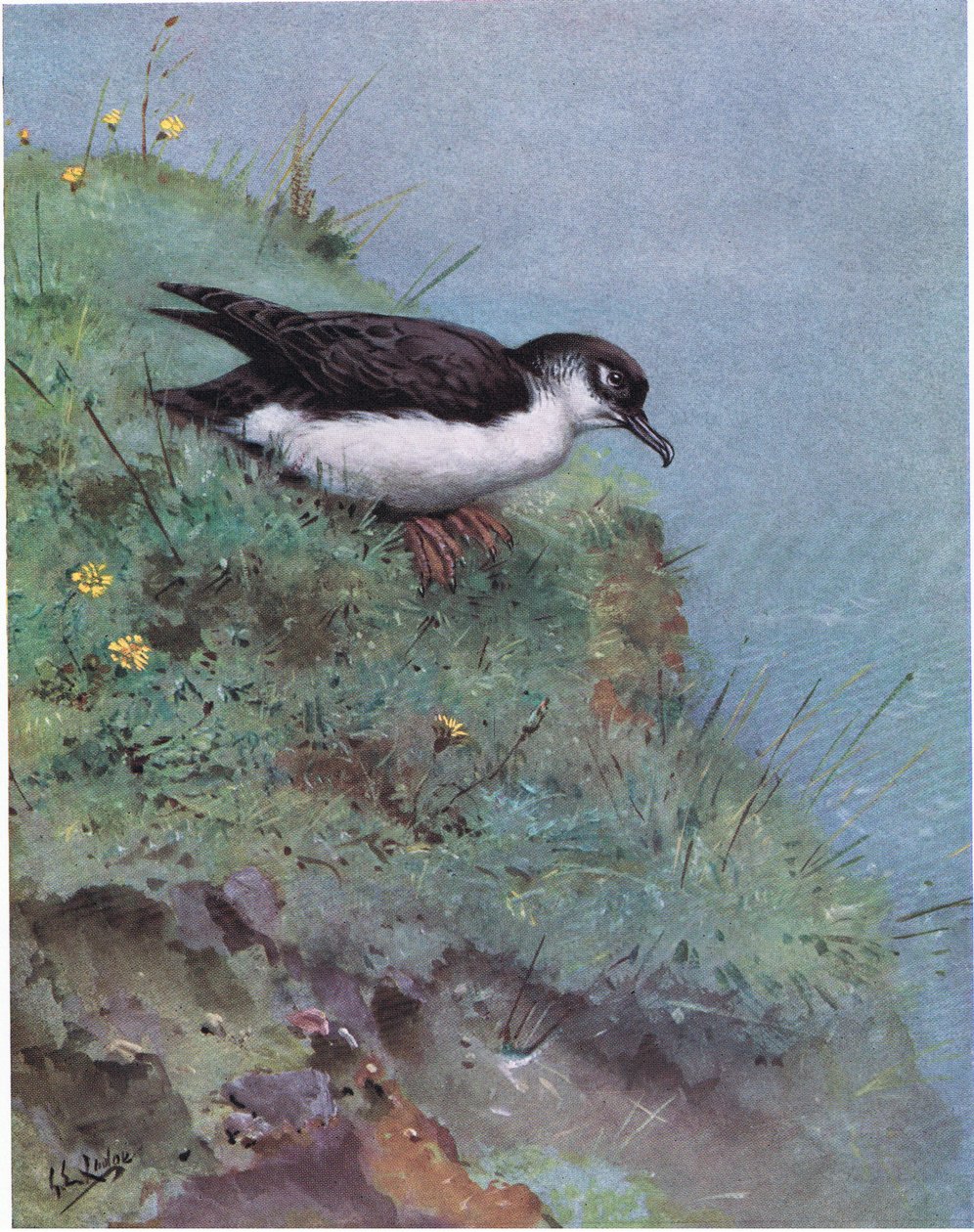 Manx Shearwater (litografia) autorstwa George Edward Lodge