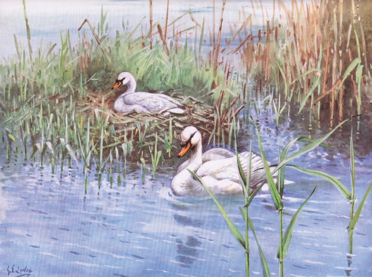 Łabędź niemy (litografia) autorstwa George Edward Lodge