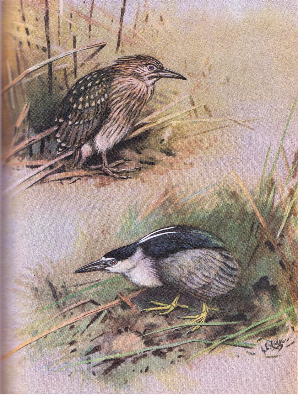 Czapla nocna (litografia) autorstwa George Edward Lodge