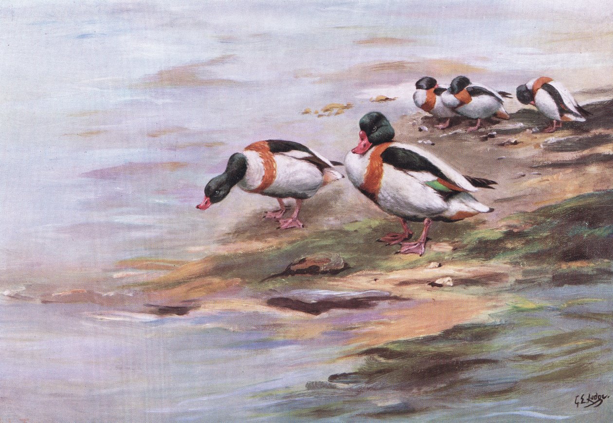 Sheld Ducks (litografia) autorstwa George Edward Lodge