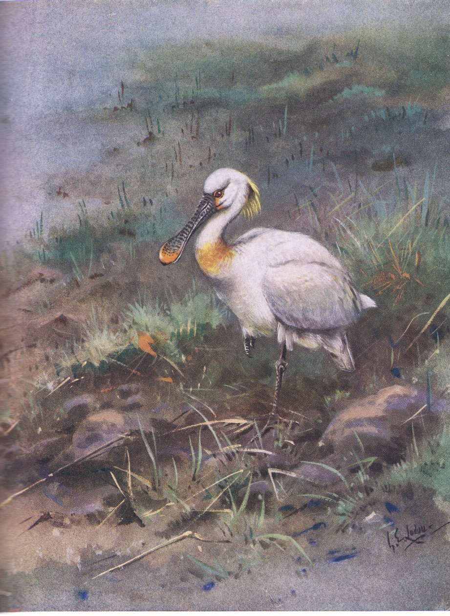  autorstwa George Edward Lodge