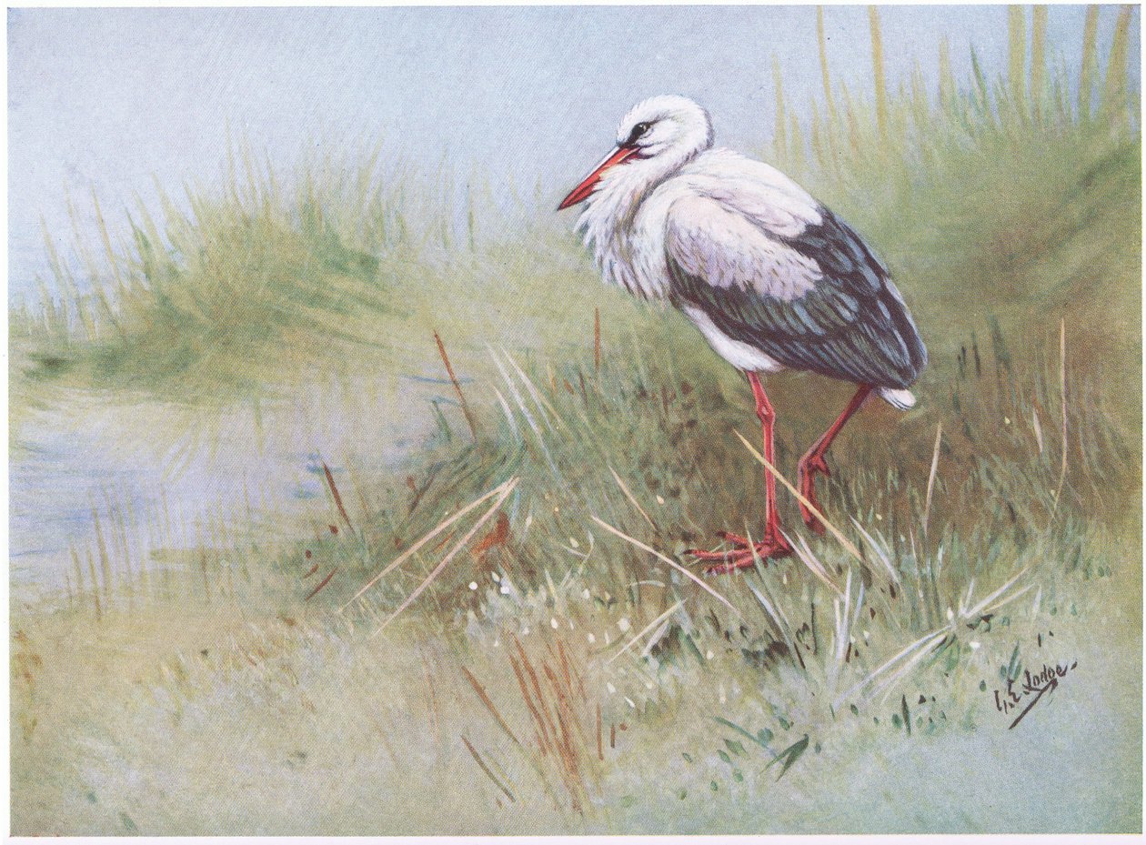 Bocian biały (litografia) autorstwa George Edward Lodge