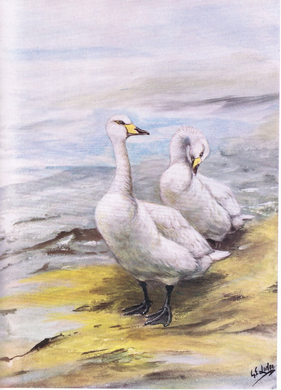 Łabędź krzykliwy (litografia) autorstwa George Edward Lodge