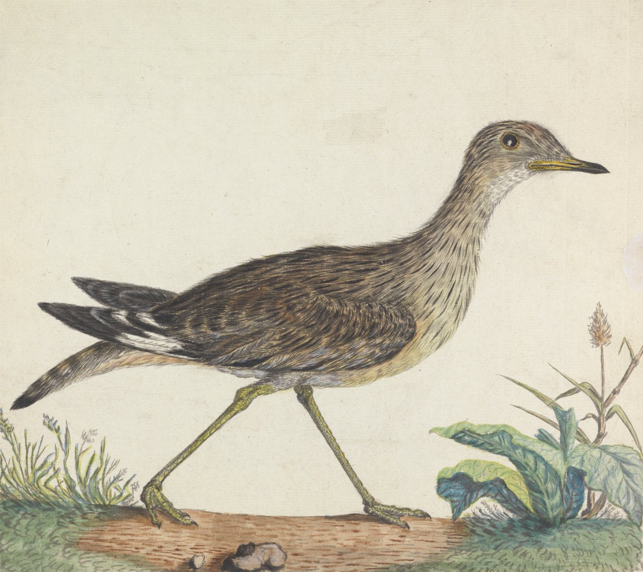 Kamienny Kulik autorstwa George Edwards