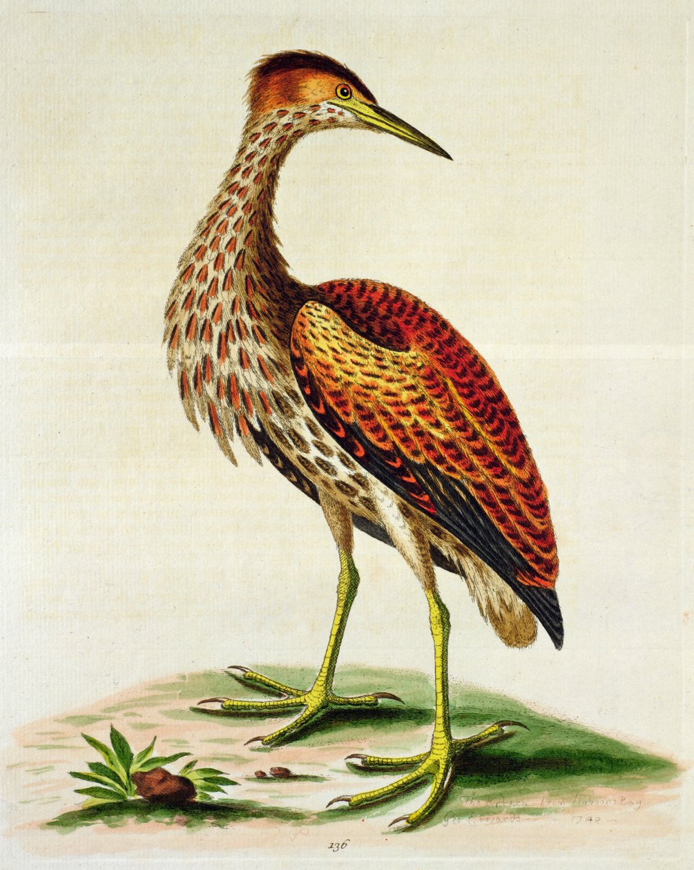 Bączek z Zatoki Hudsona, 1748 (ręcznie barwiony grawerunek) autorstwa George Edwards