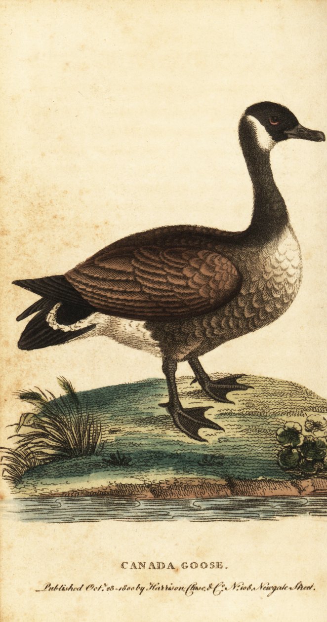 Bernikla kanadyjska, Branta canadensis., 1800 (grawerowanie) autorstwa George Edwards