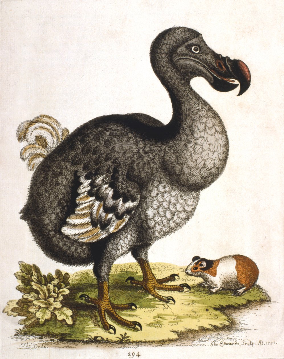 Dodo i świnka morska, 1750 autorstwa George Edwards