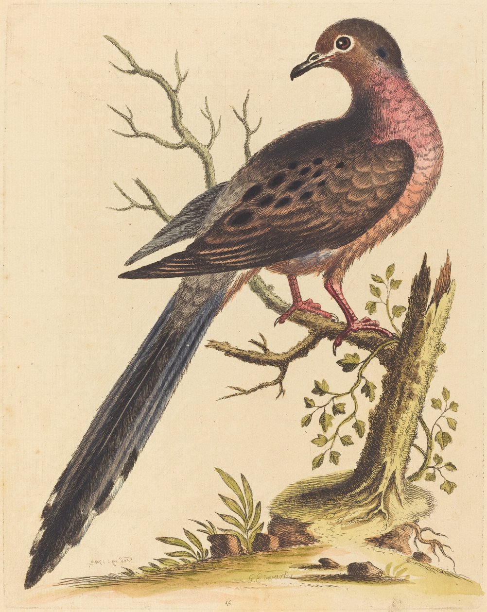 Amerykańska Fedoa pectore ruso, 1740. autorstwa George Edwards