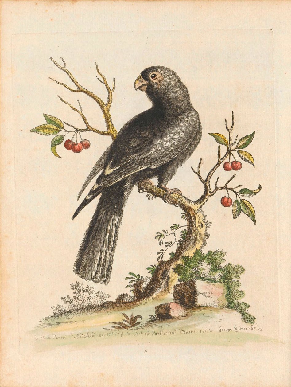 George Edwards, Birds I Singapore Plate 5 autorstwa George Edwards