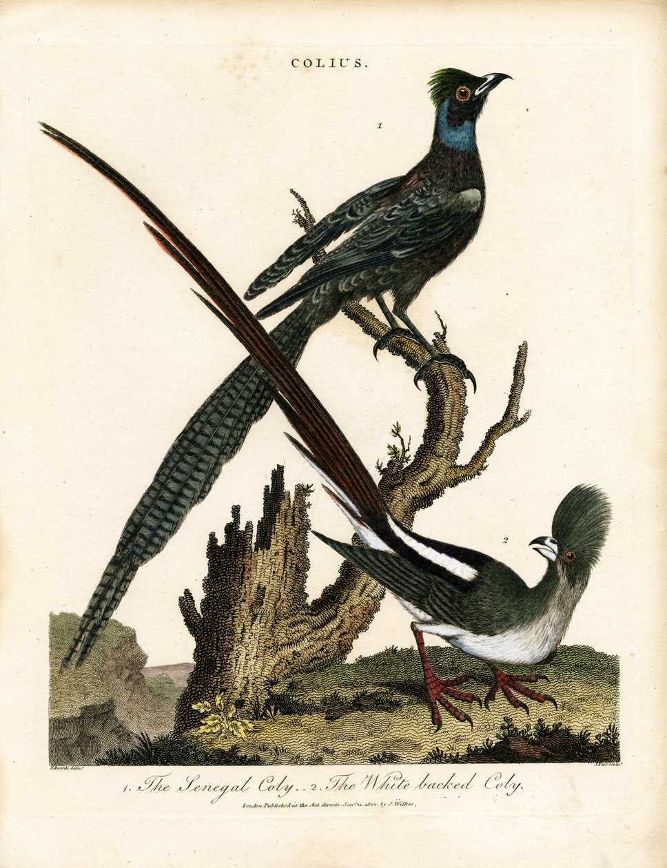  autorstwa George Edwards