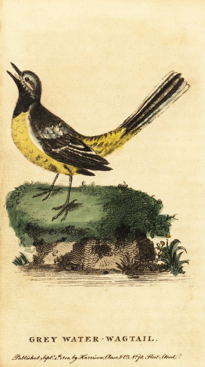 Pliszka siwa, Motacilla cinerea. 1800 (grawerowanie) autorstwa George Edwards