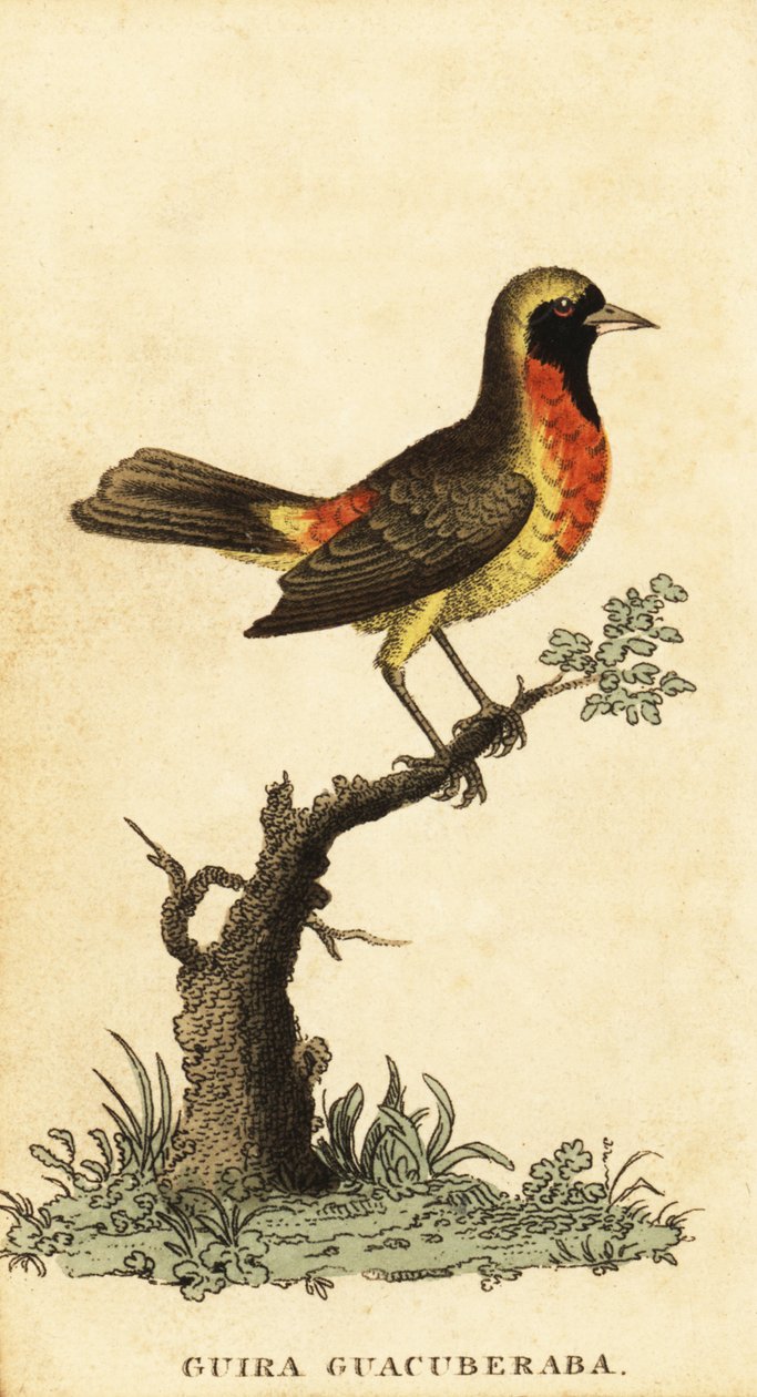Tanager Gira, Hemitraupis gira. 1800 (grawerowanie) autorstwa George Edwards