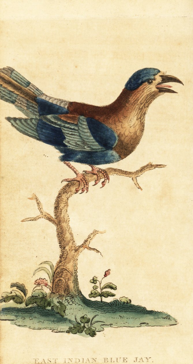 Wałek indyjski, Coracias benghalensis. 1800 (grawerowanie) autorstwa George Edwards