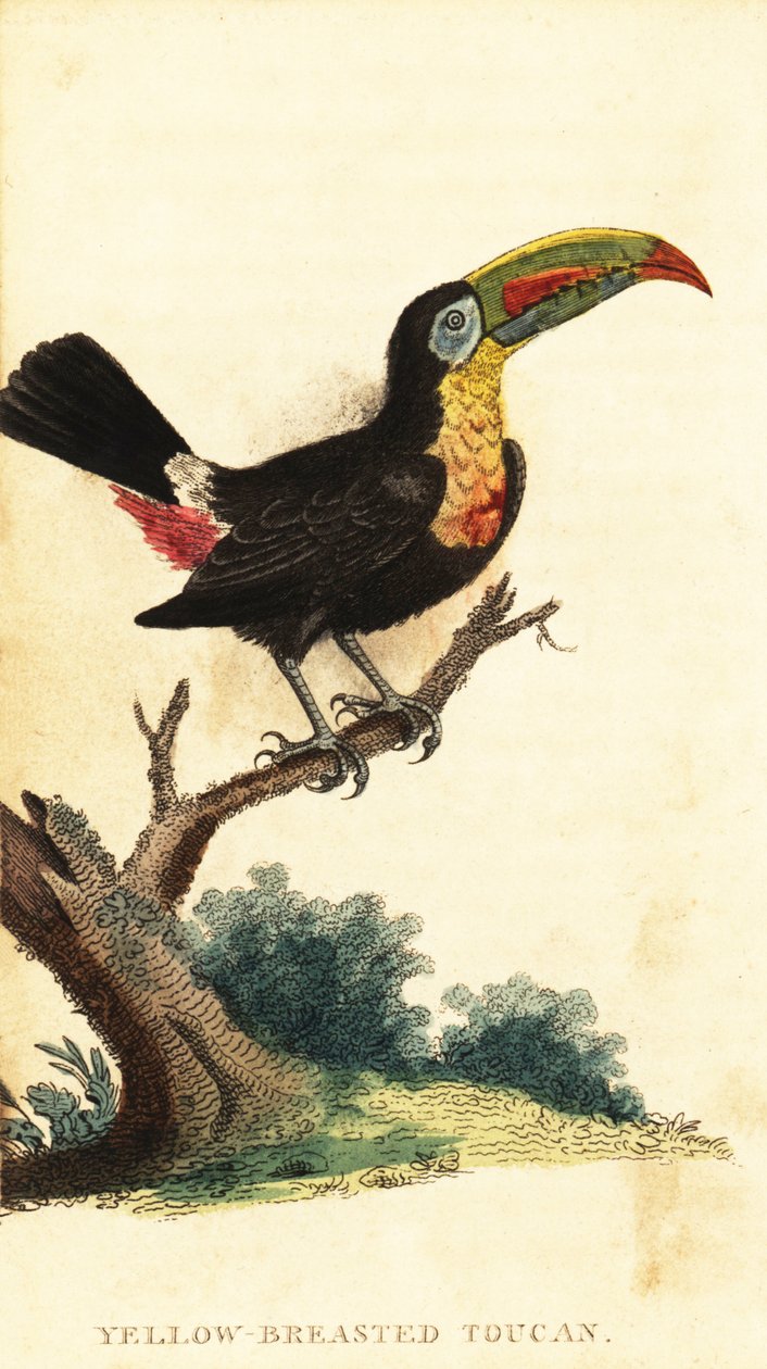 Tukan z kilem, Ramphastos sulfuratus. 1800 (grawerowanie) autorstwa George Edwards