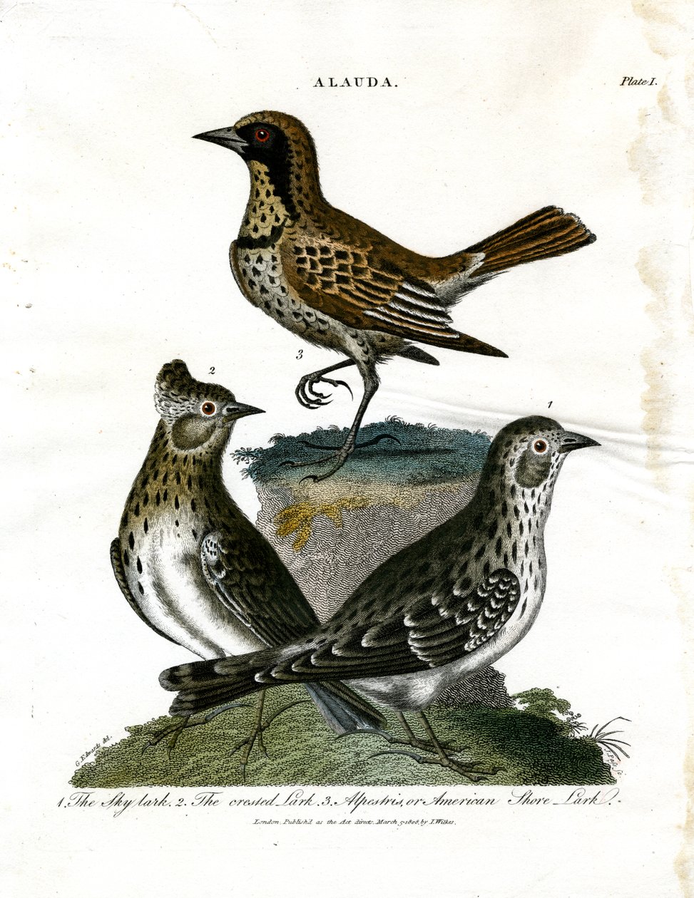 Skowronki (Alauda) autorstwa George Edwards