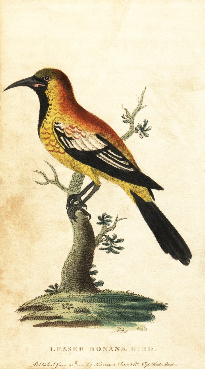 Kos wilga , Gymnomystax mexicanus. 1800 (grawerowanie) autorstwa George Edwards