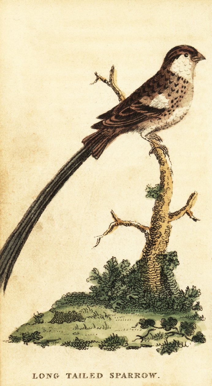 Pin-tailed dlaczego, Vidua macroura., 1800 (grawerowanie) autorstwa George Edwards
