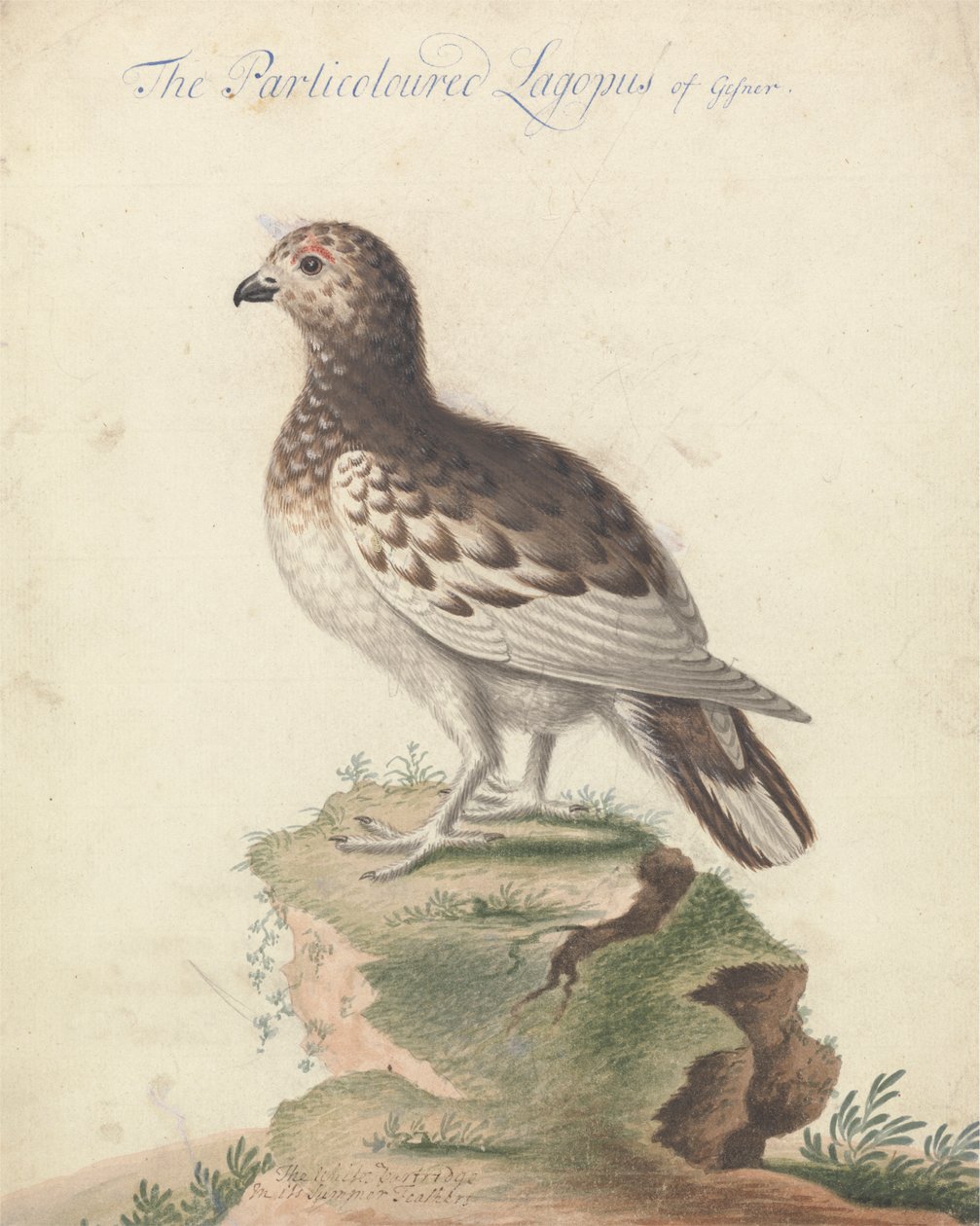 pardwa autorstwa George Edwards