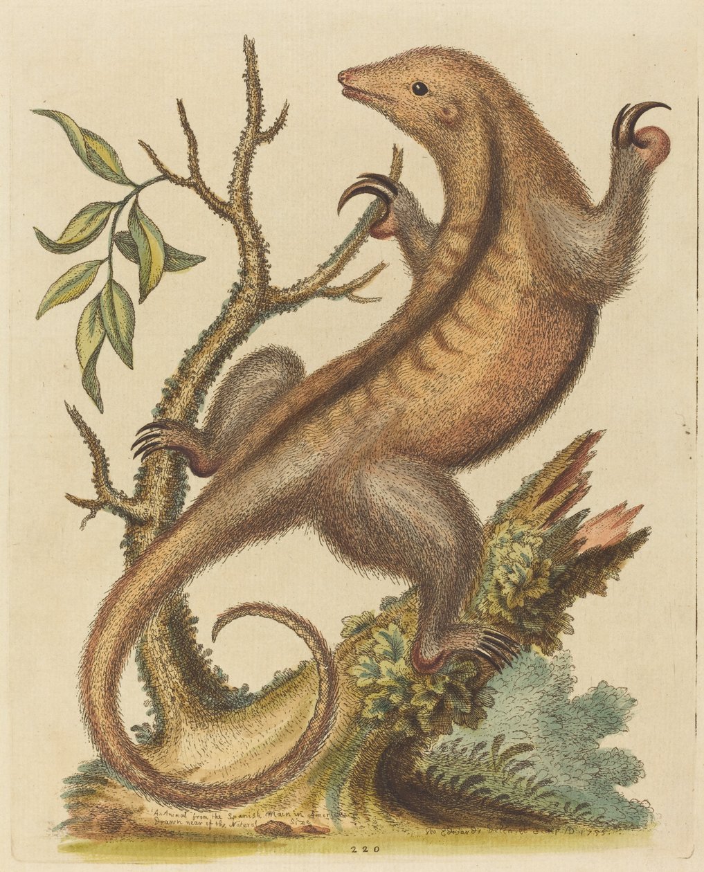 Mrówkojad karłowaty, 1755. autorstwa George Edwards