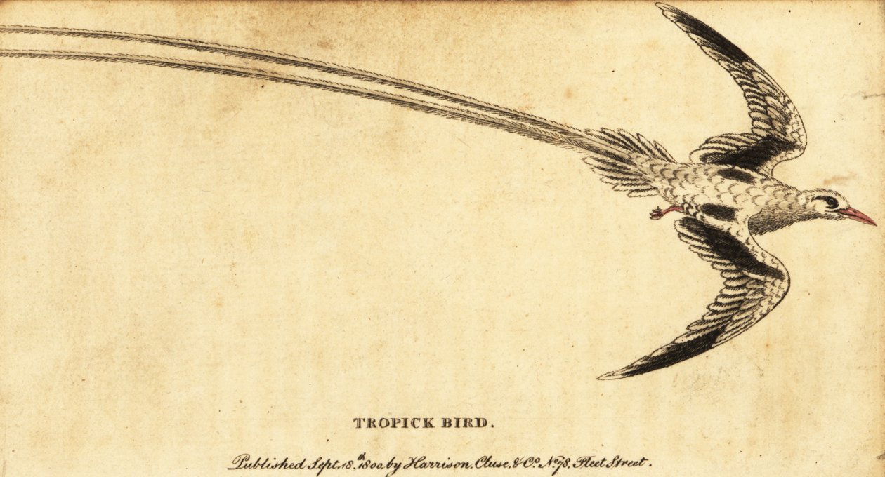 Zwrotnik czerwonodzioby , Phaethon aethereus., 1800 (grawerowanie) autorstwa George Edwards