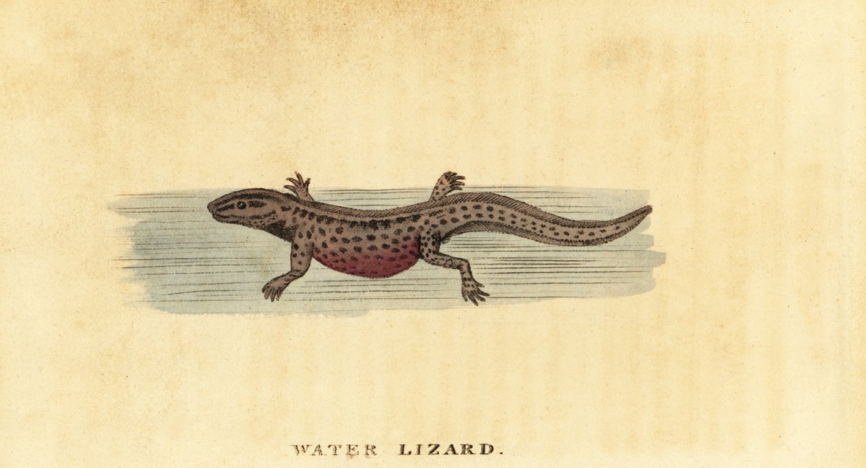 Traszka zwyczajna, Lissotriton vulgaris. 1800 (grawerowanie) autorstwa George Edwards