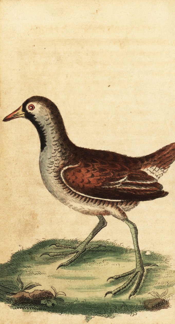 Sora, Porzana Karolina. 1800 (grawerowanie) autorstwa George Edwards