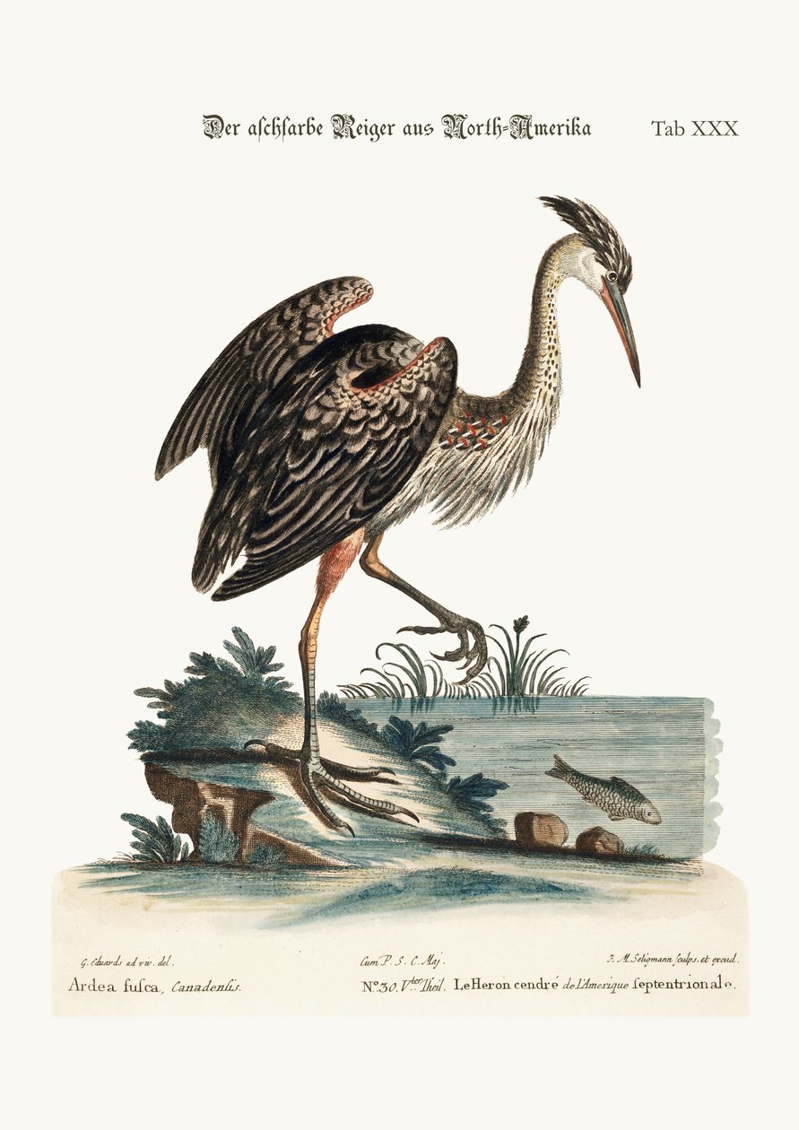 Popielata czapla z Ameryki Północnej, 1749-73 autorstwa George Edwards