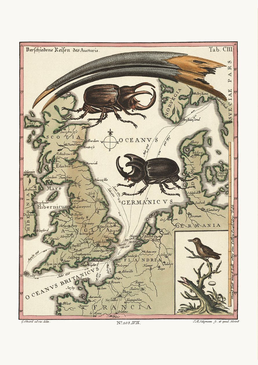 Rachunek egipskiego Ibisa i najmniejszego kolibra, 1749-73 autorstwa George Edwards