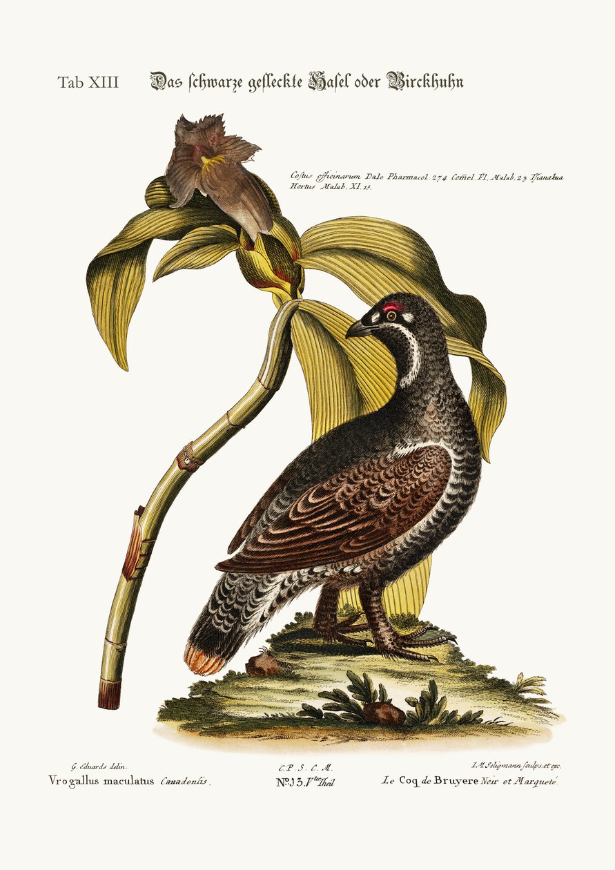 Heathcock czarny i cętkowany, 1749-73 autorstwa George Edwards